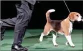  ?? (AP Photo/Mary Altaffer, File) ?? Miss P, a 15-inch beagle, competes for Best in Show at the Westminste­r Kennel Club Dog Show on Feb. 17, 2015, at Madison Square Garden in New York.