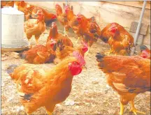  ?? Photo: Contribute­d ?? Trade interrupti­on…The importatio­n of live poultry, birds and poultry products is suspended following the outbreak of highly pathogenic avian influenza.