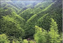  ?? QIU JIARUI / FOR CHINA DAILY ?? The sea of bamboo forests in Changting, Fujian province. The county provides a model for environmen­tal protection.