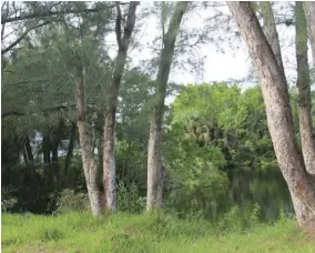  ??  ?? After a gator attacked landscaper Janie Melsek at this pond, Sanibel residents have been warned to stay away from the water’s edge.