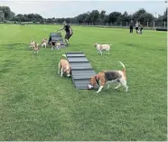  ?? ?? Some dog parks have agility equipment.