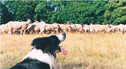  ??  ?? In the past four weeks, four sheep have been killed or destroyed due to dog attacks, say police.