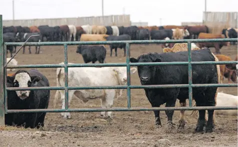  ?? JEFF MCINTOSH/THE CANADIAN PRESS FILES ?? Some Alberta feedlot operators have launched a lawsuit against Lethbridge County over a $3 per head tax they say will result in more feedlots, already fighting to survive, shutting down over the coming months.