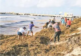  ??  ?? El gobierno de Quintana Roo prevé destinar 193 millones de pesos para combatir la presencia de esa alga en las costas del estado. Cuartoscur­o