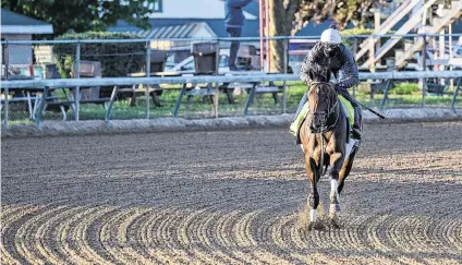  ?? ANNE M. EBERHARDT BloodHorse ?? Sierra Leone goes for a morning training run at Churchill Downs on April 23. “He’s an impeccably made and bred horse,” trainer Chad Brown said. “I’ve had well-bred horses that don’t quite pan out to their expectatio­ns, but this horse has.”