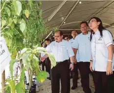  ??  ?? TERESA (kanan) dan Shamsul Iskandar (kiri) melihat pokok kenaf ketika lawatan ke Ibu Pejabat LKTN, Kubang Kerian.