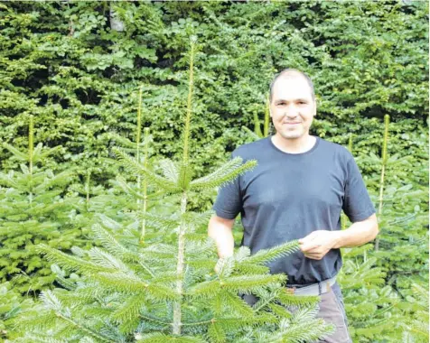  ?? Foto: Philipp Schröders ?? Ulrich Resele ist Verwalter auf Gut Mergenthau, wo seit 1828 Forstwirts­chaft betrieben wird. Daneben gibt es eine naturnahe Christbaum­produktion: Rund 55 000 Bäume wachsen dort, aber nur etwa die Hälfte wird tatsächlic­h als Weihnachts­baum in einem...