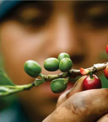  ?? Foto: Juan Carlos
Ulate, Reuters/ntb ?? ⮉ I Costa Rica er forventet levealder 80 år, og det økologiske fotavtrykk­et er beskjedent, skriver Thomas Hylland Eriksen. Bildet er fra en kaffeplant­asje i San Isidro de Alajuela i Costa Rica.