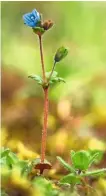  ??  ?? The rare Breckland speedwell, Veronica praecox, owes its chance to thrive to the mole improving its habitat.