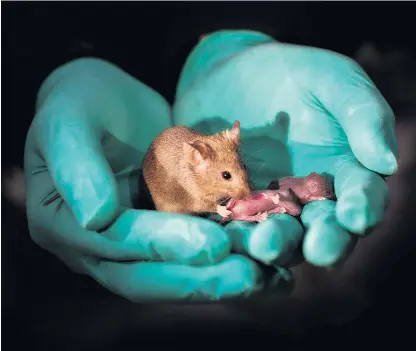  ??  ?? One of the healthy adult bimaternal mice (born to two mothers using stem cells and gene editing), right, was also able to give birth to healthy offspring of its own
