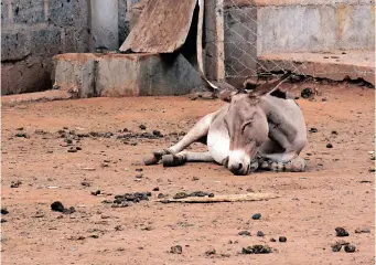  ?? The Donkey Sanctuary ?? A DONKEY awaits slaughter at the Star Brilliant abattoir in Naivasha, Kenya. |