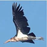  ??  ?? A marabou stork soars over a sprawling and smoldering city dump that once was a quarry in Nairobi, Kenya. The birds eat carrion, rotting garbage and small mammals. They can weigh as much as 20 pounds.