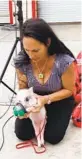  ??  ?? Debra Jo Chiapuzio demonstrat­es a pet oxygen mask on a baby pig.