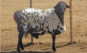  ??  ?? ABOVE: The forerunner­s of Blackhead Persians first landed on South African shores in 1869 aboard a damaged ship that carried a number of slaughter sheep.