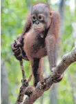  ?? FOTO: AFP ?? Vom Aussterben bedroht: ein Orang-Utan-Baby im Dschungel von Borneo.