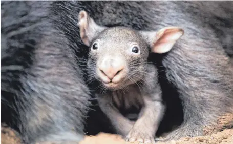  ?? FOTO: DPA ?? Wissenscha­ftler haben herausgefu­nden, wie Wombats ihren würfelförm­igen Kot produziere­n.