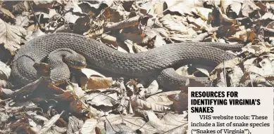  ?? BY PAM OWEN ?? A northern watersnake basks in a sunny forest glade on Oventop Mountain, near the border of Shenandoah National Park.