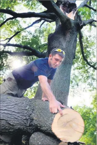  ?? MEDIA NEWS GROUP FILE PHOTO ?? In this 2011 file photo, Councilman Jim Cherry shows the rings of a large fallen branch from a Willow Oak tree at Weingartne­r Park in North Wales.