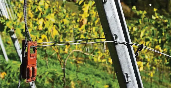  ?? ?? Sie hängen fast in jedem Weinberg und landen oft auf dem Boden: Pheromonam­pullen gegen den Traubenwic­kler.