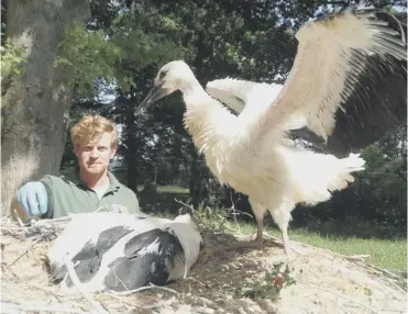  ??  ?? 0 Birdkeeper Richard Wardle has been hand feeing white storks