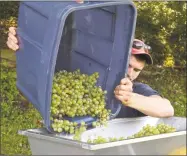  ??  ?? Employee David Jellen loads grapes Saturday into a crusher and de-stemmer during the harvest at the White Silo Farm and Winery.