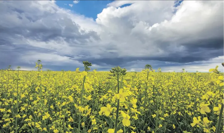  ?? MIKE DREW/POSTMEDIA ?? A canola field near Queenstown, Alta. Clubroot grows like a cancer on canola roots, preventing the plant from taking up water and nutrients, cutting yields and potentiall­y killing plants. Hundreds of new cases are identified each year and new strains are becoming resistant to some of the only tools available to limit its spread.