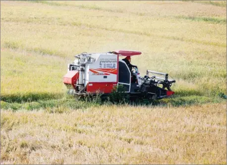  ?? HENG CHIVOAN ?? Rice is harvested from a field using a small harvest machine in Tbong Khmum provice last year.