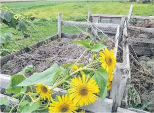  ?? CONTRIBUTE­D ?? Winter provides a deep freeze that penetrates most compost bins, expanding the moisture-rich contents as temperatur­es drop and leading to rich compost to use in the growing season.