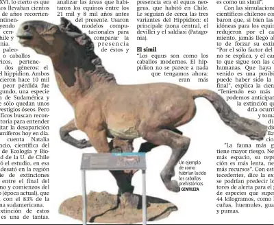  ?? |GENTILEZA ?? Un ejemplo de como habrían lucido los caballos prehistóri­cos