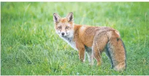  ?? FOTO: PATRICK PLEUL ?? Über die Fuchsjagd geraten Tierschütz­er und Jäger aneinander.