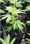  ?? THE CANADIAN PRESS/FILES ?? Saskatchew­an’s cannabis regulation­s are not yet fully fleshed out.