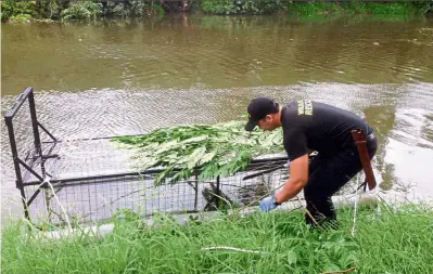  ??  ?? Croc hunting: sabah Wildlife and rescue unit installing the trap at Likas lagoon in Kota Kinabalu where the crocodile was spotted.