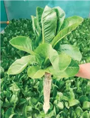  ??  ?? This is the healthy lettuce harvest which manifests superior characteri­stics when grown through aquaponics.