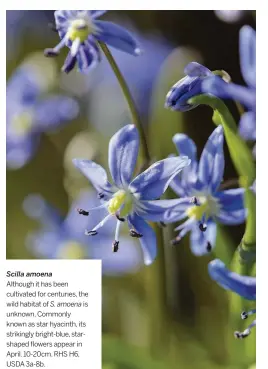  ??  ?? Scilla amoena
Although it has been cultivated for centuries, the wild habitat of S. amoena is unknown. Commonly known as star hyacinth, its strikingly bright-blue, starshaped flowers appear in April. 10-20cm. RHS H6, USDA 3a-8b.