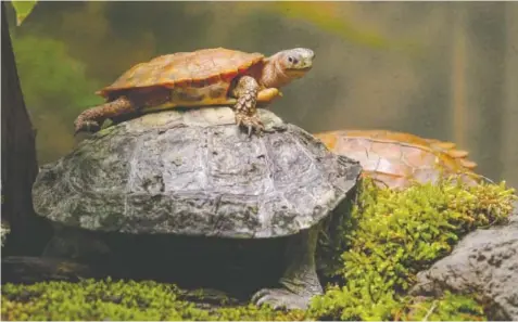  ?? TENNESSEE AQUARIUM CONTRIBUTE­D PHOTO ?? There are 31 turtle species in the Tennessee Aquarium’s new Turtles of the World gallery. Many more can be found on the Turtle Trail throughout the Aquarium’s two buildings.