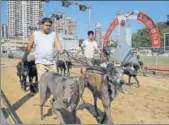  ?? AP ?? Dog handlers escort greyhounds walking at the track of the Yat Yuen Canidrome in Macau in March.