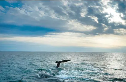  ?? ROBERT F. BUKATY/AP ?? A pair of North Atlantic right whales interact March 27, 2023, at the surface of Cape Cod Bay in Massachuse­tts. The 193 U.N. member nations have adopted the first treaty to protect marine life in the high seas. The United Nations chief hailed the historic agreement, saying it gives the oceans “a fighting chance.”