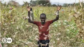  ??  ?? A farmer's son tries to chase away locusts from his family's farm in Kitui country, Kenya