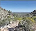  ?? MARE CZINAR/SPECIAL FOR THE REPUBLIC ?? Brittlebus­h grows along the Mesquite Canyon Trail.