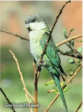  ??  ?? Grey-hooded Parakeet