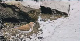  ??  ?? Common Sandpiper