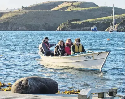  ?? PHOTO: GERARD O’BRIEN ?? Fur seal, for real . . . The Hughes family (from left) Gareth, Zoe, Meghan and Arlo take a look at the New Zealand fur seal that caused disruption to their day, as they head home from school yesterday.
