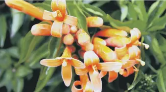  ??  ?? TOTALLY TROPICAL: The magnificen­t flame vine, Pyrostegia venusta, in all its glory.