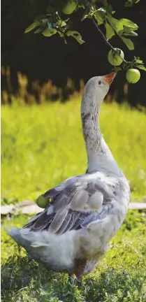  ??  ?? Geese may take the opportunit­y to taste-test low hanging fruit (left) but generally are more interested in lawns than crops. Runners (pictured opposite page, white) weigh between 4 and 41⁄ pounds
2 with a slim body and long neck, while Campbells (pictured, brown) weigh about the same but with a modestly long head, bill, neck and body.