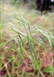  ?? Special to the Herald ?? Cheatgrass, also known as downy brome or what many locals simply call “speargrass,” is unquestion­ably loving the weather this spring.