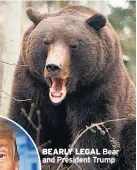  ??  ?? BEARLY LEGAL Bear and President Trump