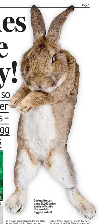  ??  ?? Darius: He can earn £1,000 a day and is officially the world’s biggest rabbit