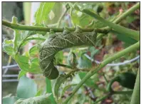  ?? (Special to the Democrat-Gazette/Janet B. Carson) ?? Tomato hornworms are a favorite feast of certain wasp species.