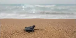  ?? YANICK FOLLY/AFP/GETTY IMAGES ?? The gender of green sea turtles is determined by the temperatur­e outside the egg during developmen­t. A few degrees is the difference between male and female.