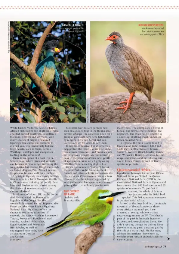  ??  ?? GREAT BLUE TURACO This is the largest species in this eye-catching family BLUE-CHEEKED BEE-EATER Like all of its family, this is a colourful bird RED-NECKED SPURFOWL Also known as Red-necked Francolin, this is a common species in large parts of Africa